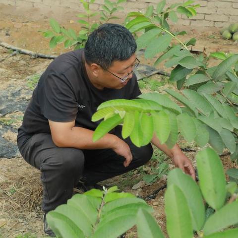 燕窝与番石榴搭配食用：利与弊、适宜人群及食用指南