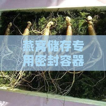 燕窝储存专用密封容器：盘点各大知名精选产品