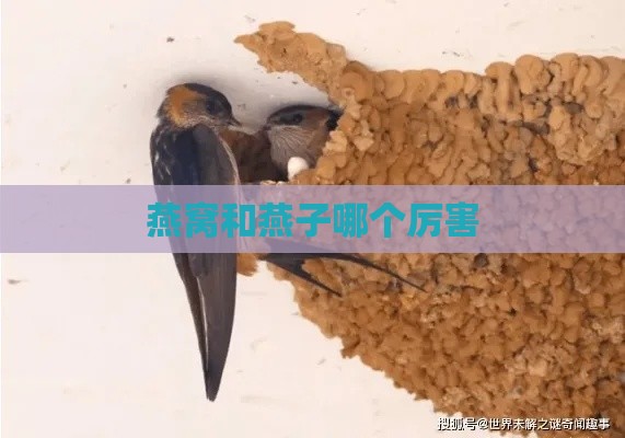 燕窝和燕子哪个厉害