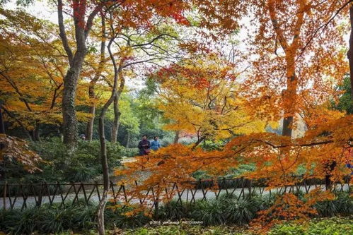 东莞燕窝村：上半年违建、西湖山墓地、永发玩具厂招聘及枫叶百货资讯一览