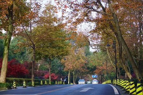 东莞燕窝村：上半年违建、西湖山墓地、永发玩具厂招聘及枫叶百货资讯一览