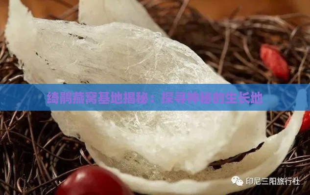 绮鹃燕窝基地揭秘：探寻神秘的生长地