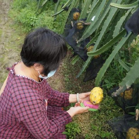 燕窝果哪个季节上市的好吃及具体月份说明