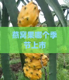 燕窝果哪个季节上市