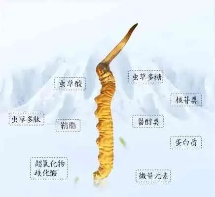 燕窝和虫草哪个好啊：营养价值对比及食用体验区别分析