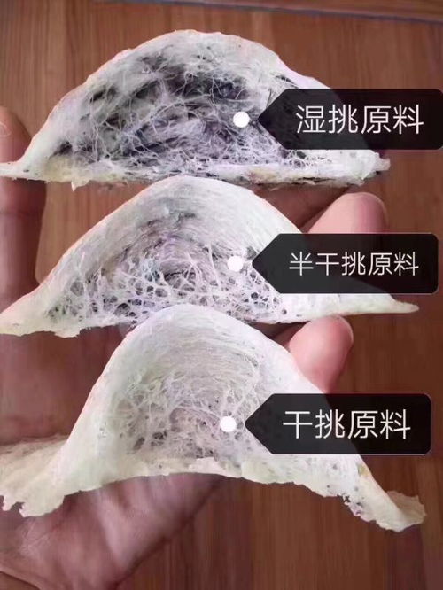 燕窝干挑是什么意思，干挑盏与湿挑区别，干挑燕窝的好处及挑毛处理方法