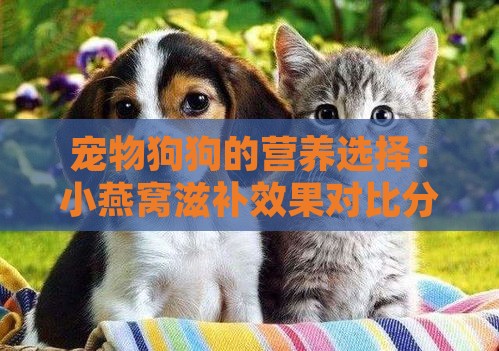 宠物狗狗的营养选择：小燕窝滋补效果对比分析