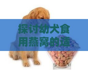 探讨幼犬食用燕窝的适宜性与安全性