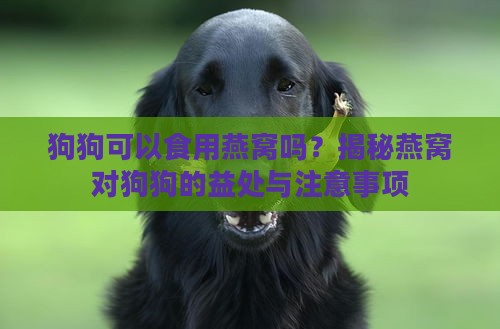 狗狗可以食用燕窝吗？揭秘燕窝对狗狗的益处与注意事项