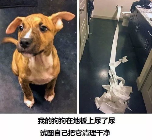 狗狗和小燕窝哪个好