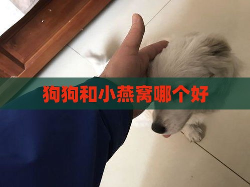 狗狗和小燕窝哪个好