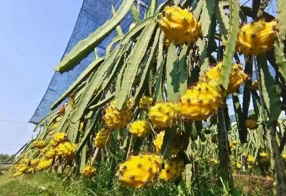 燕窝果种植地域指南：全球更佳种植地点与气候条件分析