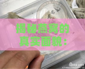 揭秘燕窝的真实面貌：探秘其独特形态与营养价值