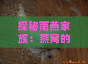 探秘雨燕家族：燕窝的秘密与燕子的栖息之谜