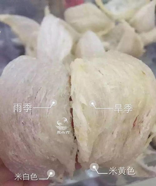 燕耳燕窝有什么区别