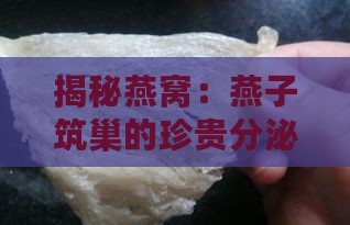 揭秘燕窝：燕子筑巢的珍贵分泌物