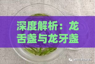 深度解析：龙舌盏与龙牙盏燕窝的区别及选购指南