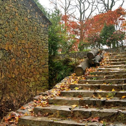 燕窝9成干与95成干对比：保存方法、营养价值及食用差异详解