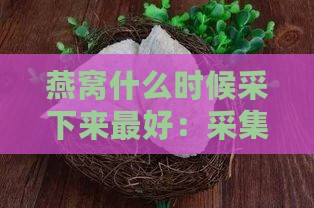 燕窝什么时候采下来更好：采集、采收与食用更佳时期探讨