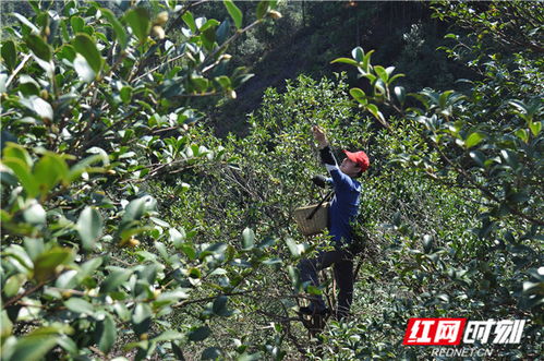 燕窝什么时候采下来更好：采集、采收与食用更佳时期探讨