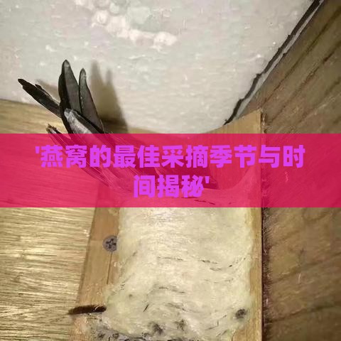 '燕窝的更佳采摘季节与时间揭秘'