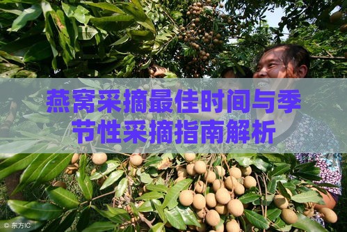 燕窝采摘更佳时间与季节性采摘指南解析