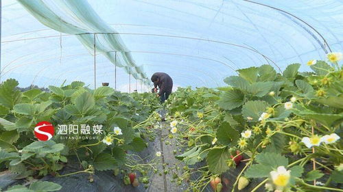 燕窝采摘更佳时间与季节性采摘指南解析