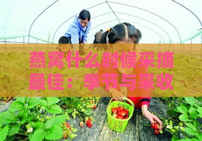 燕窝什么时候采摘更佳：季节与采收时间解析