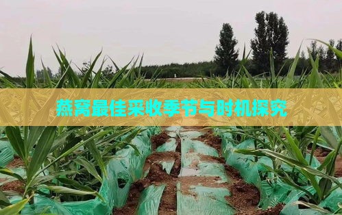 燕窝更佳采收季节与时机探究