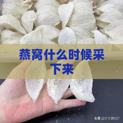 燕窝什么时候采下来