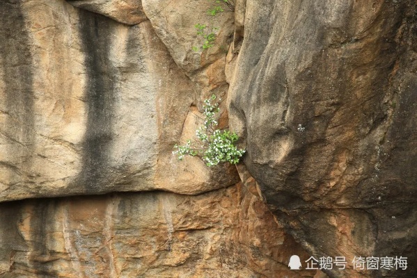 石生是什么意思：探索植物在石头上生长的奥秘与意义