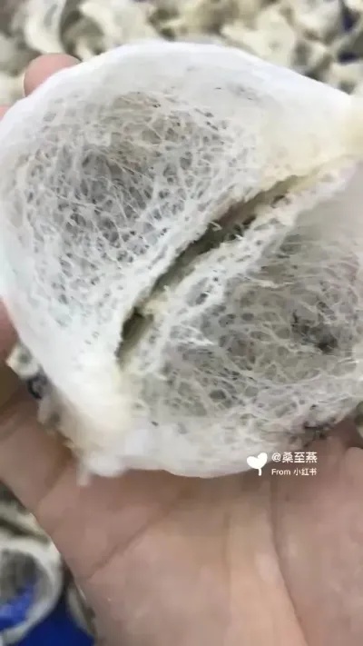 探秘燕窝底部异常：为何出现大型疙瘩现象？