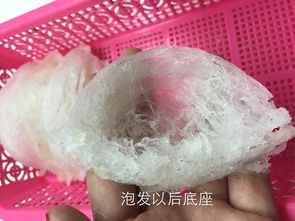 燕窝与雪燕的区别、功效及挑选指南：全面解析两者的差异与选购要点