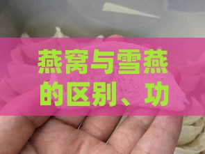 燕窝与雪燕的区别、功效及挑选指南：全面解析两者的差异与选购要点