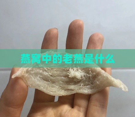 燕窝中的老燕是什么