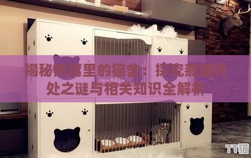 揭秘燕窝里的猫舍：探究燕猫共处之谜与相关知识全解析