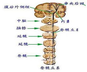 神经保护与修复：探究燕窝对神经功能的积极影响