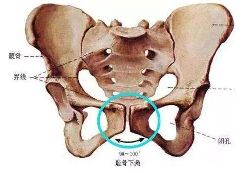 神经保护与修复：探究燕窝对神经功能的积极影响