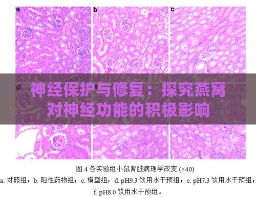 神经保护与修复：探究燕窝对神经功能的积极影响