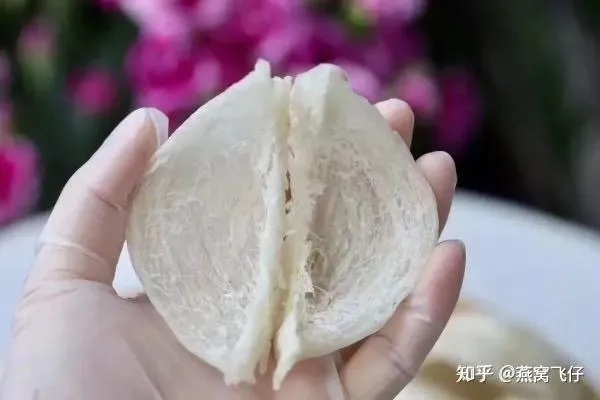 揭秘：燕窝为何呈现一坨坨独特形态