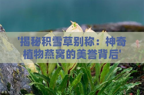 '揭秘积雪草别称：神奇植物燕窝的美誉背后'