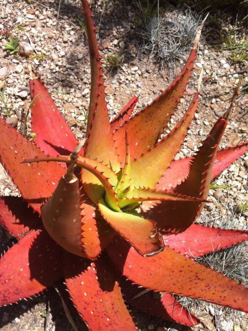 '揭秘积雪草别称：神奇植物燕窝的美誉背后'