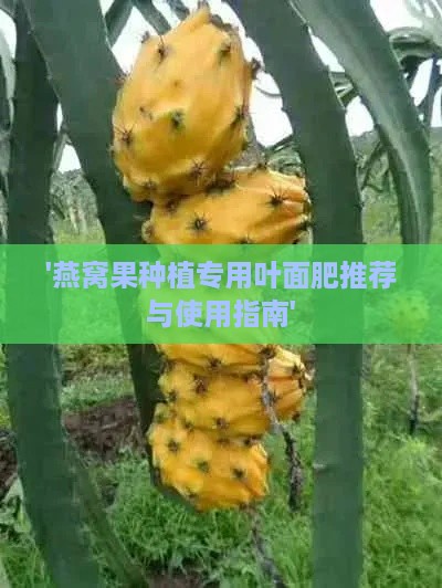 '燕窝果种植专用叶面肥推荐与使用指南'