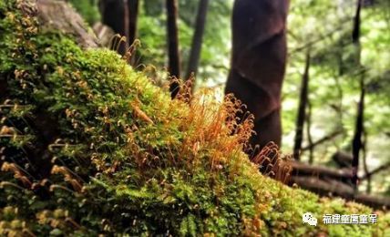 探秘原始森林瑰宝：野生原生态燕窝的真实面貌