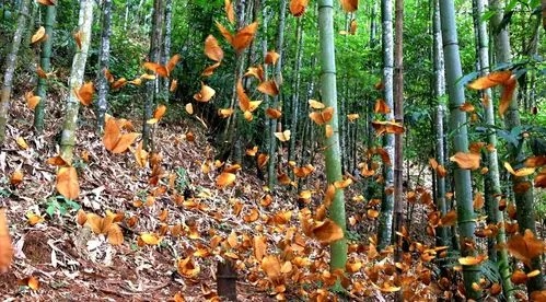 探秘原始森林瑰宝：野生原生态燕窝的真实面貌