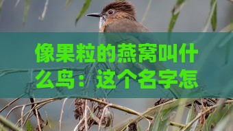 像果粒的燕窝叫什么鸟：这个名字怎么称呼？