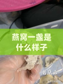 燕窝一盏是什么样子