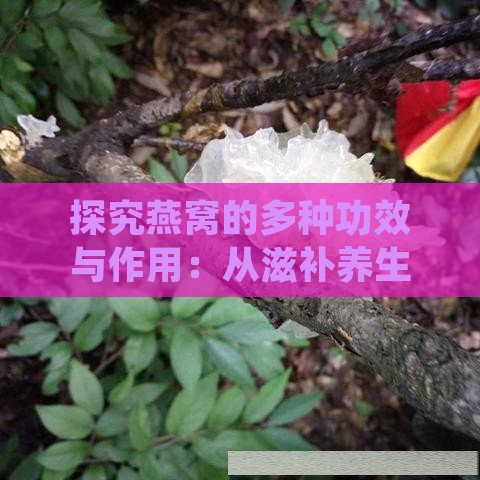 探究燕窝的多种功效与作用：从滋补养生到美容养颜的全方位解析