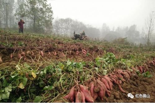 燕窝更佳采摘季节与产地优劣解析：全面了解燕窝品质与收获时机