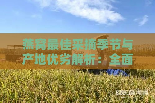 燕窝更佳采摘季节与产地优劣解析：全面了解燕窝品质与收获时机